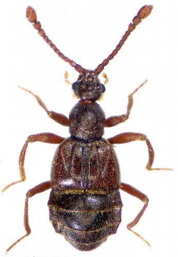 Tyrus mucronatus
